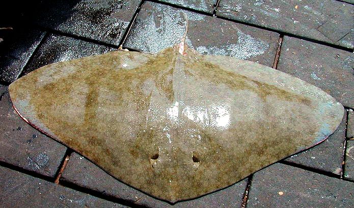 Gymnura altavela_09.jpg